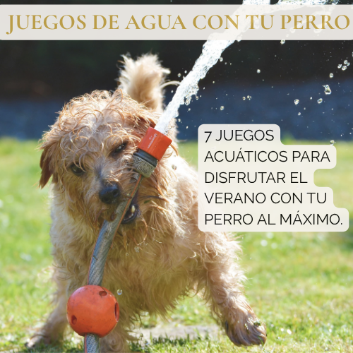 Guía: Juegos de agua con tu perro